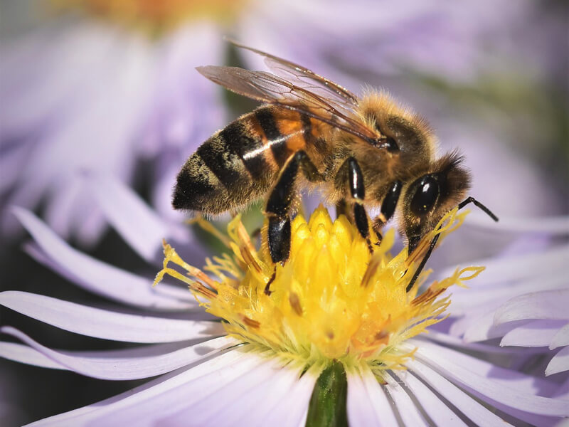 Bienen Wissenswertes Tipps Wie Sie Bienen Helfen Konnen