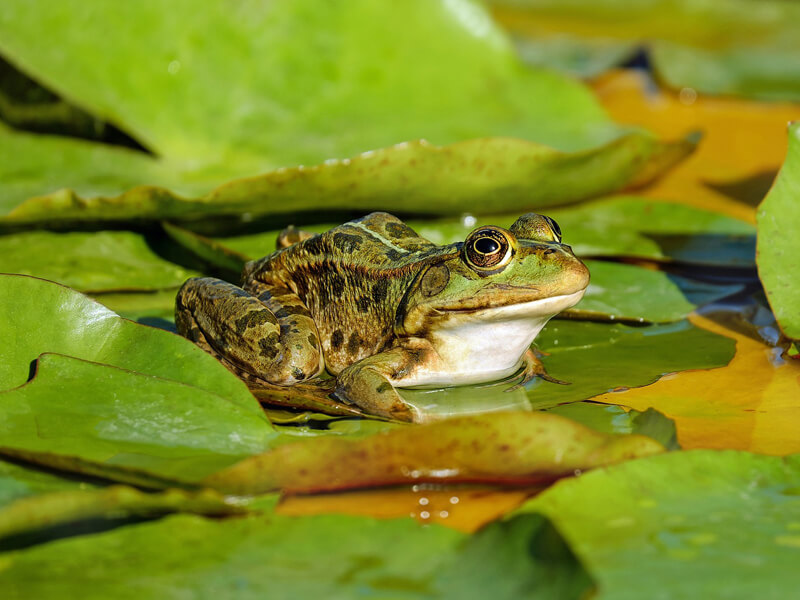 Großer Grüner Frosch Im Gartenteich Mit Schöner Reflexion an Der  Wasseroberfläche Zeigt Froschaugen Im Gartenbiotop in Makroansich Stockfoto  - Bild von auge, umgebung: 220270960