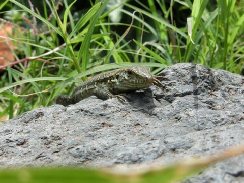 Eidechsen Wissenswertes, Nutzen & Tipps zur Ansiedeln im Garten