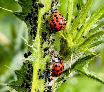 Rund um den Nützlingsgarten