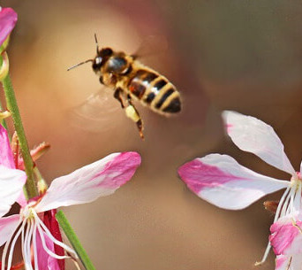 Weltbienentag